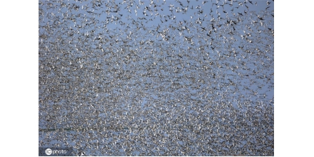 The bird migration in Norfolk, England is quite spectacular