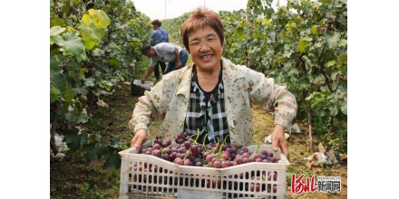 Shijiazhuang, Hebei: harvest in autumn