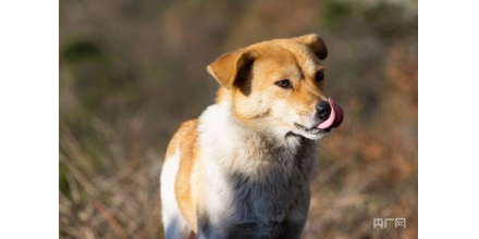 10月16日施行！?？诎l(fā)布禁養(yǎng)犬只品種和標準