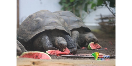 英國(guó)動(dòng)物園內(nèi)加拉帕戈斯象龜大快朵頤吃西瓜