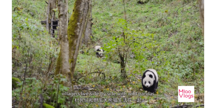 report Find a giant panda