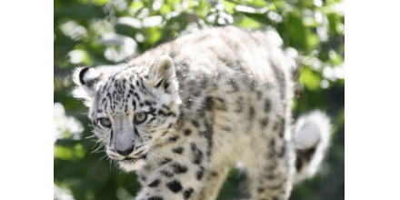 美國(guó)動(dòng)物園一雪豹出現(xiàn)類似新冠癥狀后死亡 園內(nèi)一只老虎已確診