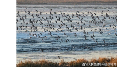 最新研究：全球多處海鳥體內(nèi)檢出塑料添加劑