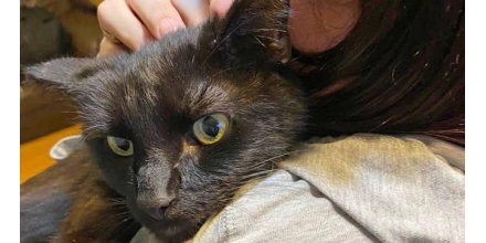 The owner heard the cry of the cat that had been missing for 8 months on the phone