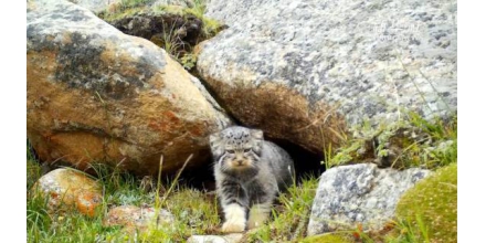 Nagchu, Tibet: China's wildlife protection in the image