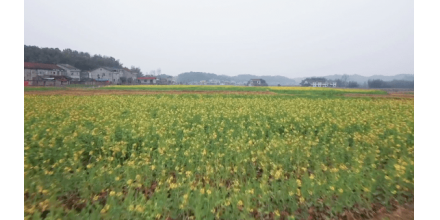 湖南桃源：百畝油菜花提前盛開