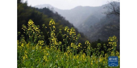 山花迎春到 山村引客來