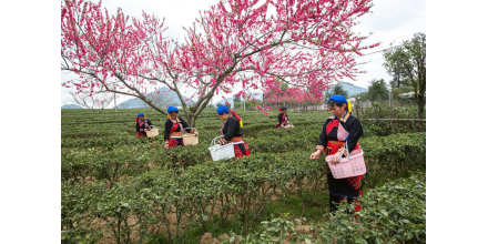 廣西桂林：千畝茶園綠 瑤鄉(xiāng)采春茶